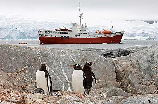 巴布亚企鹅,企鹅,正面,南极,船,岛屿,雷麦瑞海峡,南极半岛