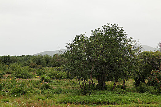 树与野生植物