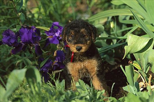 梗犬,狗,小狗