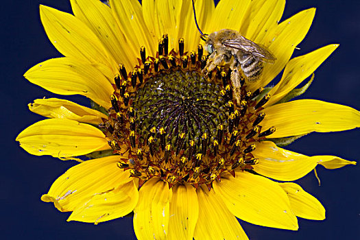 大黄蜂,向日葵,花蜜,靠近,亚利桑那