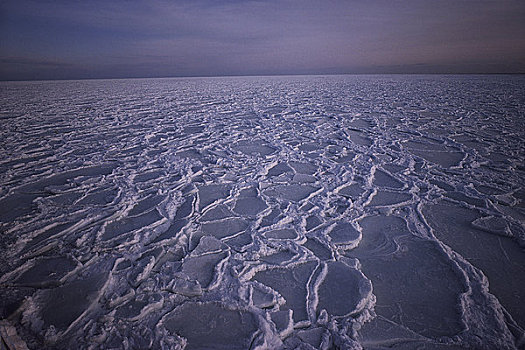 浮冰,大西洋,纽芬兰,拉布拉多犬,加拿大