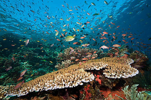 彩色,礁石,上面,科莫多国家公园,印度尼西亚