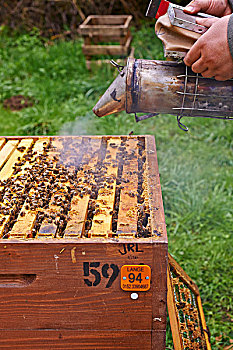 养蜂人,吸烟,蜜蜂