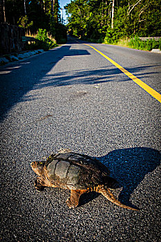 鳄龟,道路,普利茅斯,马萨诸塞