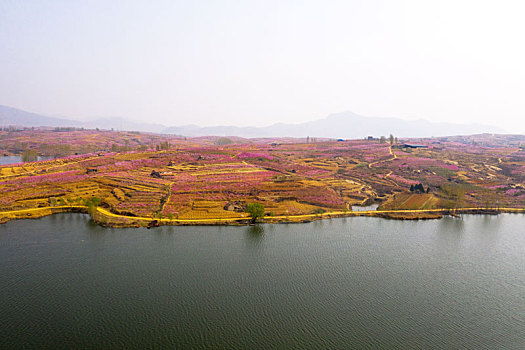 山东蒙阴乡村桃花