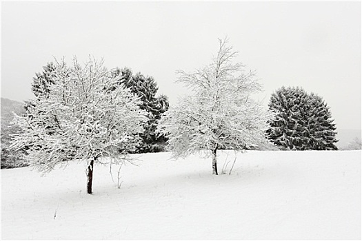 树,遮盖,雪,冬天,风景