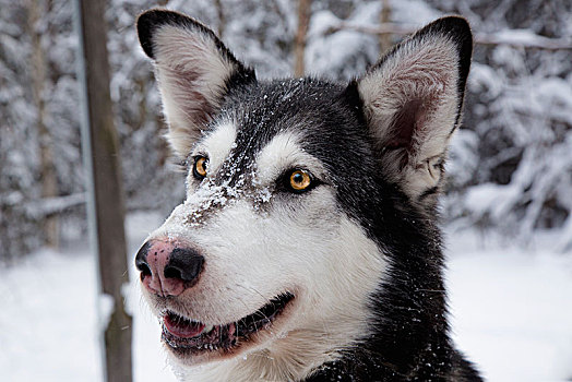 头像,狗,雪,毛皮,阿拉斯加,美国