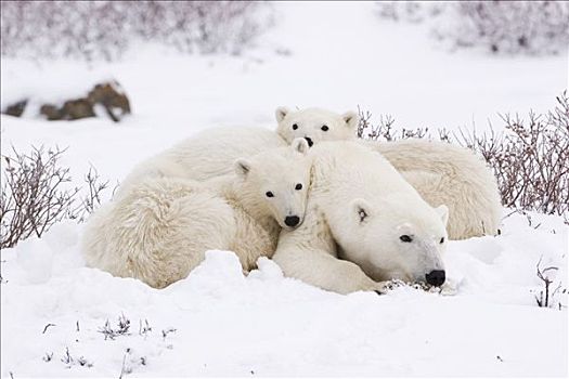 北极熊,家族,休息,雪地,丘吉尔市,曼尼托巴,加拿大