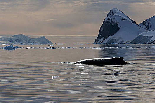 驼背鲸,大翅鲸属,鲸鱼,平面,南极半岛,南极