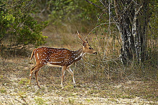 花鹿,走,国家公园,斯里兰卡,亚洲