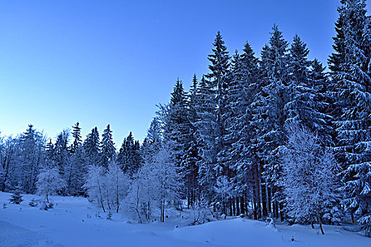 风景,树林,冬天,月光,夜晚,巴伐利亚森林,巴伐利亚,德国