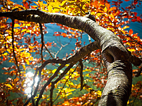 树,秋天