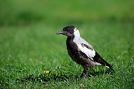 澳大利亚,喜鹊,雏鸟,威尔逊-普勒蒙特利国家公园,维多利亚,大洋洲