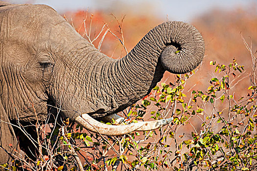 非洲象,雄性动物,浏览,树,林波波河,南非