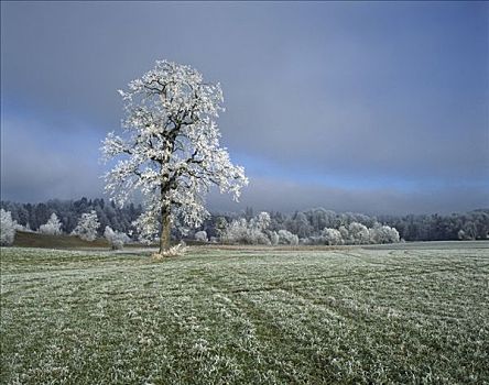 树,早晨,灰尘,白霜,冬季