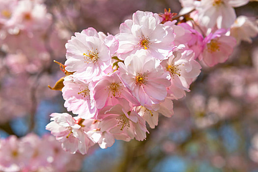 花,樱桃树