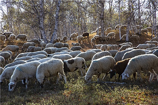 乌兰布统大草原的羊群