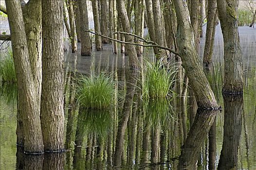 沼泽,木头,国家公园,德国