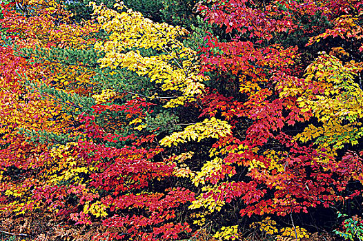 秋色,基拉尼省立公园,安大略省,加拿大