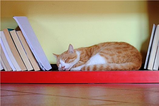 橙色,猫,睡觉,上方,红色,书架