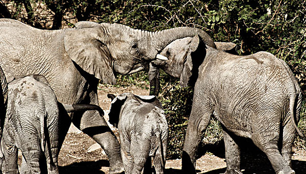 幼兽,玩耍,大象,禁猎区,西北省,南非