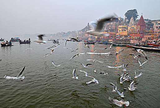 信徒,船,许多,海鸥,恒河,河,早晨,瓦拉纳西,贝拿勒斯,北方邦,印度,亚洲