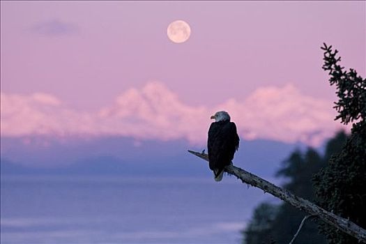 白头鹰,栖息,枝条,月亮,日出,背景,树林,阿拉斯加,合成效果