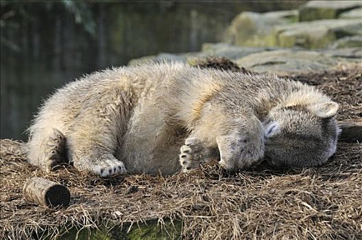 北极熊,睡觉
