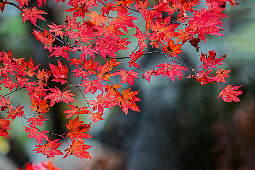 本溪红叶,枫叶风光摄影,秋天风景,辽宁本溪红叶,枫叶秋色,大地森林公园秋季风光