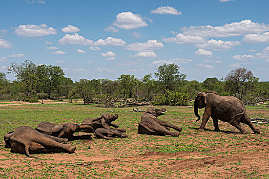大象,醒,非洲象,直升飞机,津巴布韦