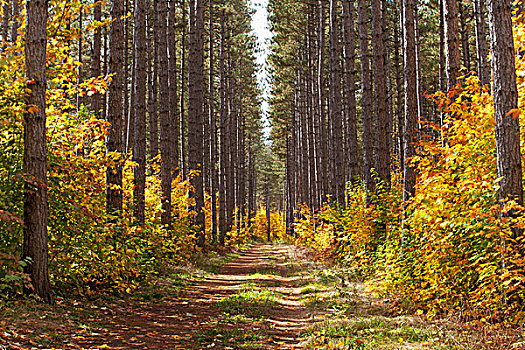 小路,树林,安大略省,加拿大