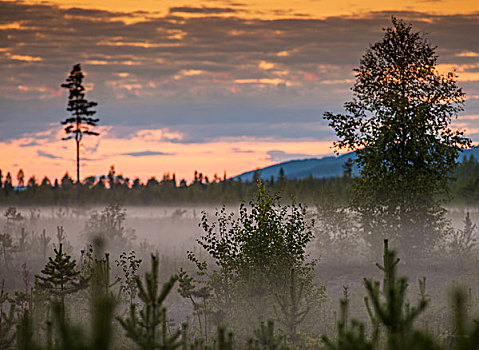 雾气,树,日落,拉普兰,瑞典