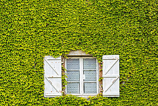 墙壁,遮盖,常春藤,窗户,白色,老,木质,百叶窗