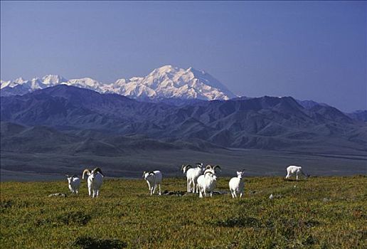 野大白羊,公羊,苔原,德纳里国家公园,麦金立山