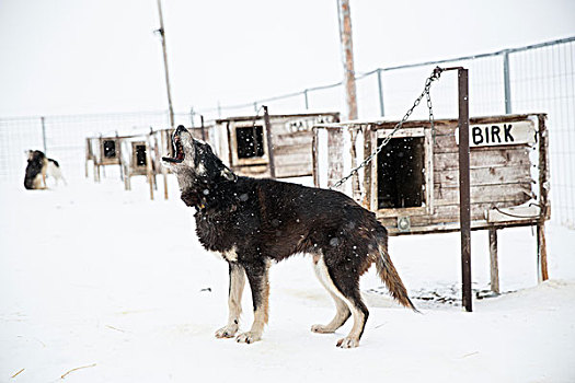 哈士奇犬,叫喊,围挡,斯瓦尔巴特群岛,挪威
