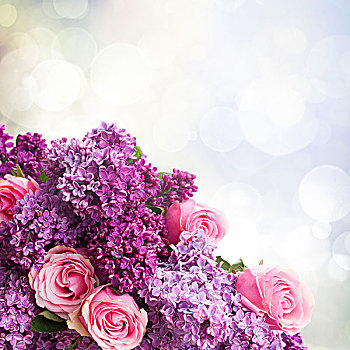 紫色,丁香,花,粉色,玫瑰,特写