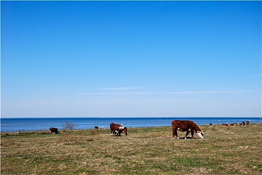 牛,海岸
