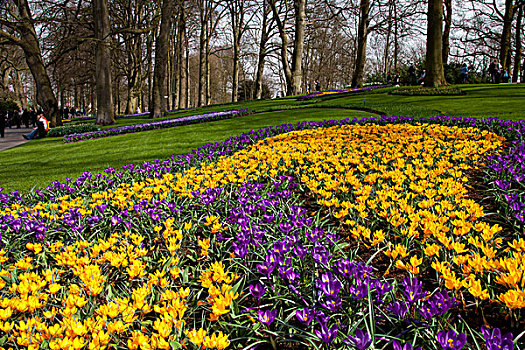 藏红花,库肯霍夫公园,花,花园,荷兰,欧洲