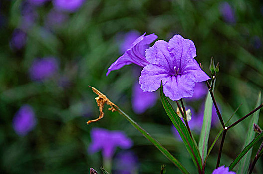 翠芦莉花近摄