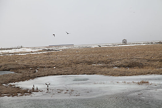 新疆巴里坤,冰雪消融春又近,水鸟翩跹来打卡高家湖水库