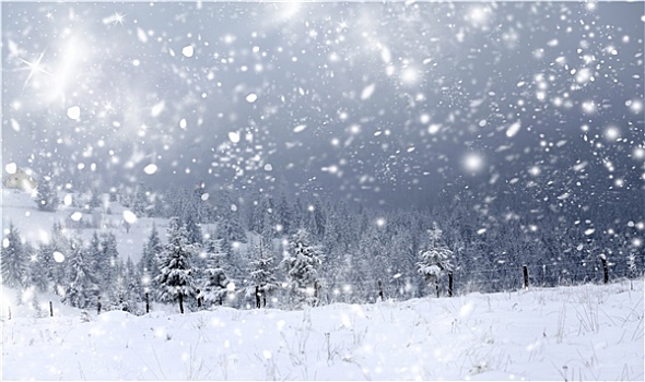 圣诞节,背景,雪,冷杉