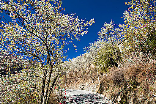 四川阿坝州金川,春天梨花梨树