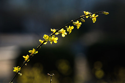 迎春花