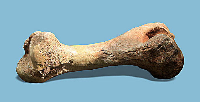 腿骨化石