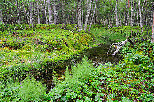树林,靠近,国家公园,挪威,斯堪的纳维亚,欧洲