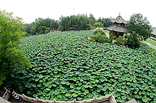 河北保定古莲池书院,荷塘夏日美景