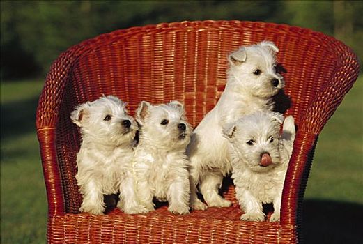 西部高地白挭,狗,四个,小狗,柳条椅