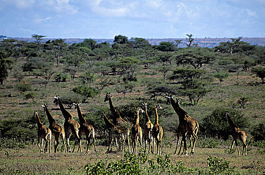 肯尼亚,长颈鹿,牧群