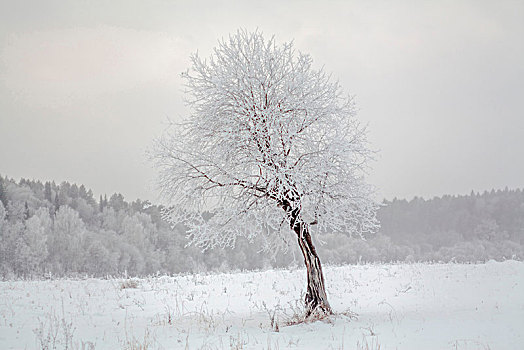 积雪,树,俄罗斯