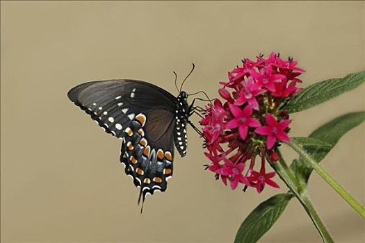 蝴蝶,授粉,花